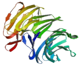 CMT1A Duplicated Region Transcript Protein 1 (CDRT1)