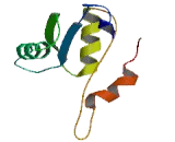 CMT1A Duplicated Region Transcript Protein 15 (CDRT15)