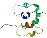 COMM Domain Containing Protein 1 (COMMD1)