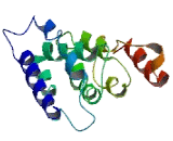 COMM Domain Containing Protein 10 (COMMD10)