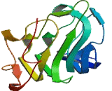 COMM Domain Containing Protein 2 (COMMD2)