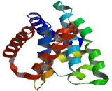 COMM Domain Containing Protein 3 (COMMD3)