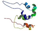 COMM Domain Containing Protein 5 (COMMD5)