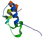 COMM Domain Containing Protein 6 (COMMD6)