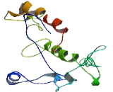 COMM Domain Containing Protein 7 (COMMD7)