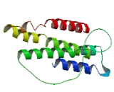 COMM Domain Containing Protein 8 (COMMD8)