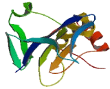 COP9 Constitutive Photomorphogenic Homolog Subunit 5 (COPS5)