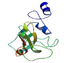 COP9 Constitutive Photomorphogenic Homolog Subunit 8 (COPS8)