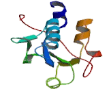 CTD Phosphatase 1 (CTDP1)