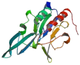 CTD Small Phosphatase 1 (CTDSP1)