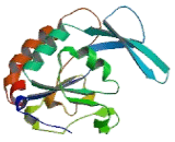 CTD Small Phosphatase 2 (CTDSP2)