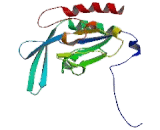 CTD Small Phosphatase Like Protein (CTDSPL)