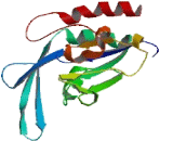 CTD Small Phosphatase Like Protein 2 (CTDSPL2)