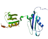 CUG Triplet Repeat, RNA Binding Protein 2 (CUGBP2)