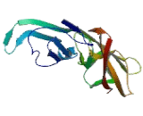 Cadherin Related Family, Member 5 (CDHR5)