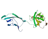 Cadherin Related Family, Member 9 (CDHR9)