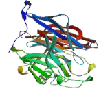 Calcium Activated Nucleotidase 1 (CANT1)