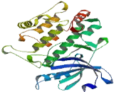 Calcium/Calmodulin Dependent Protein Kinase IG (CAMK1G)