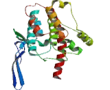 Calcium/Calmodulin Dependent Protein Kinase II Beta (CAMK2b)