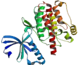 Calcium/Calmodulin Dependent Protein Kinase II Delta (CAMK2d)