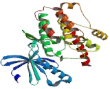 Calcium/Calmodulin Dependent Protein Kinase II Gamma (CAMK2g)