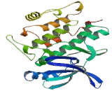 Calcium/Calmodulin Dependent Protein Kinase IV (CAMK4)