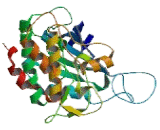 Calcium/Calmodulin Dependent Protein Kinase Kinase 1 (CAMKK1)