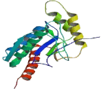 Calcium Channel, Voltage Dependent, Beta 2 Subunit (CACNb2)