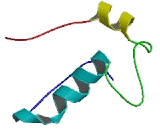 Calcium Sensing Receptor (CASR)