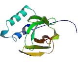 Calmodulin Regulated Spectrin Associated Protein 2 (CAMSAP2)