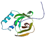 Calmodulin Regulated Spectrin Associated Protein 3 (CAMSAP3)