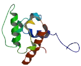 Calponin 1, Basic (CNN1)