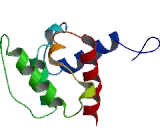 Calponin 3, Acidic (CNN3)