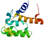 Smoothelin Like Protein 1 (SMTNL1)