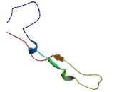 Calreticulin 3 (CALR3)