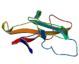 Calsyntenin 3 (CLSTN3)