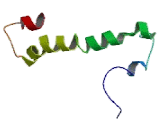 Cannabinoid Receptor 2, Macrophage (CNR2)