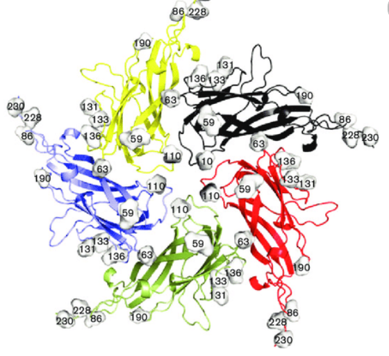 Capsid Protein, PCV (Cap)