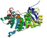 Carbohydrate Kinase Domain Containing Protein (CARKD)