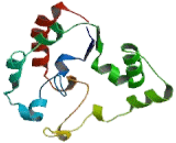 Carbohydrate Sulfotransferase 1 (CHST1)