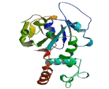 Carbohydrate Sulfotransferase 11 (CHST11)