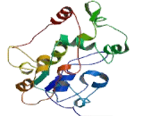 Carbohydrate Sulfotransferase 14 (CHST14)