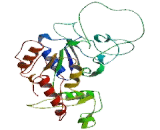 Carbohydrate Sulfotransferase 15 (CHST15)