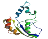 Carbohydrate Sulfotransferase 2 (CHST2)