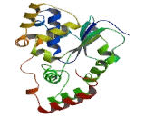 Carbohydrate Sulfotransferase 3 (CHST3)