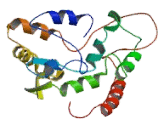 Carbohydrate Sulfotransferase 5 (CHST5)