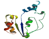 Carbohydrate Sulfotransferase 7 (CHST7)