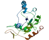 Carbohydrate Sulfotransferase 9 (CHST9)