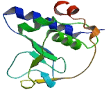 Carbohydrate Synthase 1 (CHSY1)