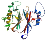 Carbon Catabolite Repression 4 Like Protein (CCRN4L)